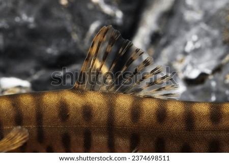 Chinese Sin River loach (Parabotia kiangsiensis) endemic river fish dorsal fin close up