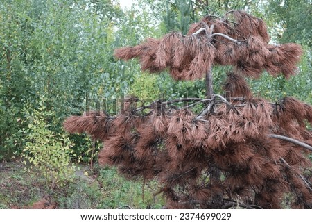 Brown and dead coniferous tree against a background of green healthy trees. GoranOfSweden Royalty-Free Stock Photo #2374699029