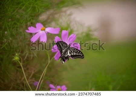 Image of a swallowtail butterfly foraging on a beautiful flower
