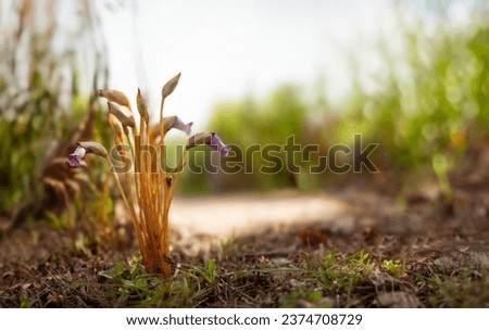 An annual parasitic plant belonging to the Fertilaceae family. Aeginetia indica flower image, native to Asia and parasitic on silver grass and ginger Royalty-Free Stock Photo #2374708729