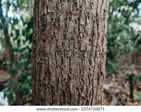 rough and textured tree trunk shape, textured mahogany tree trunk