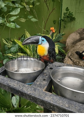 Toucan bird waiting for food to eat