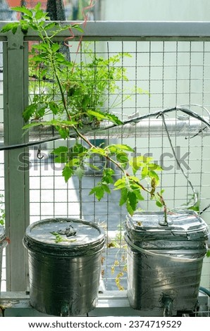 Homemade hydroponic tomato plant in buckets with silver tape