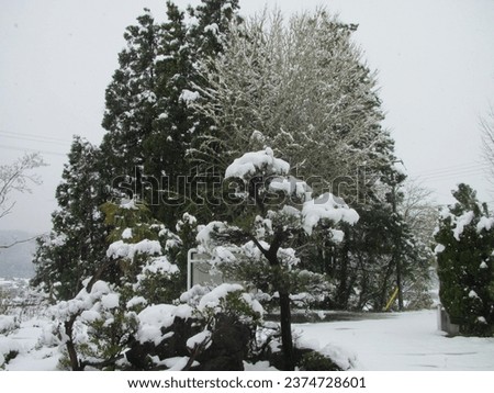 the leaves and trees began to be covered with snow