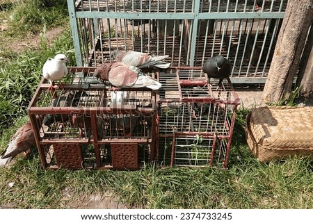 The birds and their cages are ready to be sold at the animal market in Garung sub-district, Wonosobo district, photo taken on October 13 2023 at 09.08

