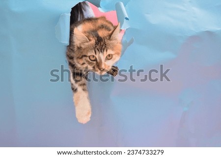 pose of a cute cat playing, tearing off a blue paper background