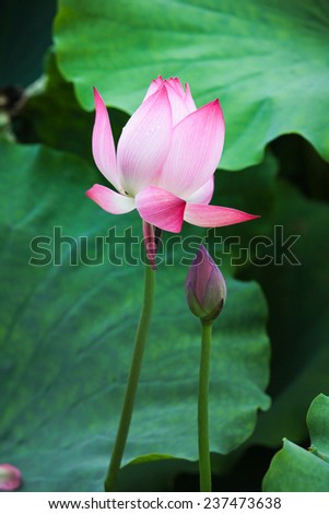 fresh lotus in the pond