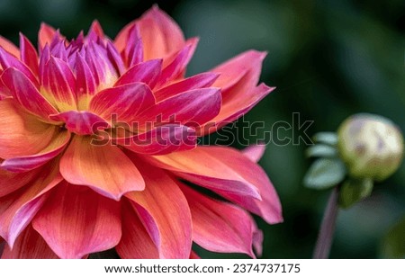 Dahlia flower in the garden close-up on a summer day.