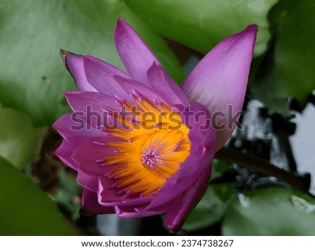A bloomed violet lotus in pond