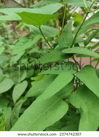 This plentis jack bean plant grows by vines. This plant includes vegetable plants.
