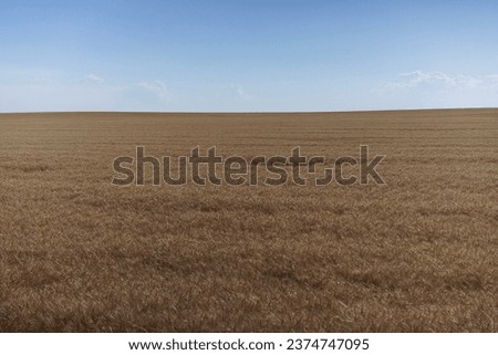 Field of wheat in Colorado, US