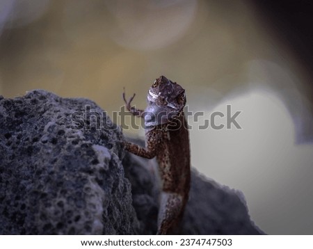Hi there. Small lizard standing on a side of the rock seemingly waving.