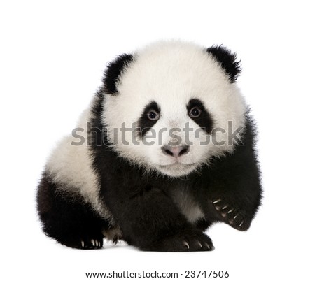 Giant Panda  (4 months)  - Ailuropoda melanoleuca in front of a white background