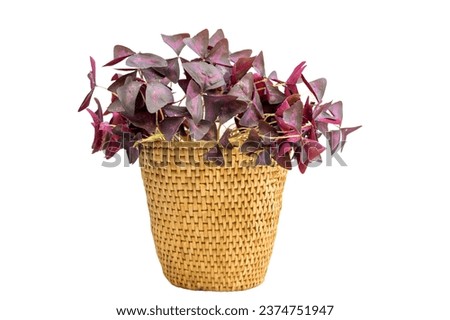 Purple Shamrock or false Shamrock in a wicker basket planter pot Royalty-Free Stock Photo #2374751947