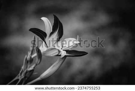 
Black and White Orange Day Lily