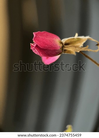 Little Rose is beautiful flower