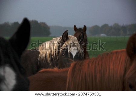 Random pictures of horses in landscapes in the Netherlands