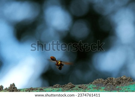 Macro Photograph of a waspbee collecting building materials for his home sand and saliva mixture