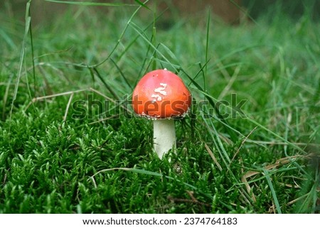 Pictures of different kind of mushrooms in the Netherlands. 