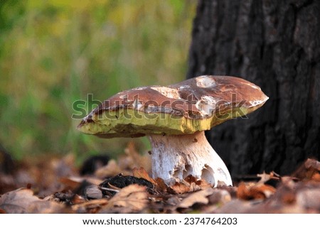 Pictures of different kind of mushrooms in the Netherlands. 