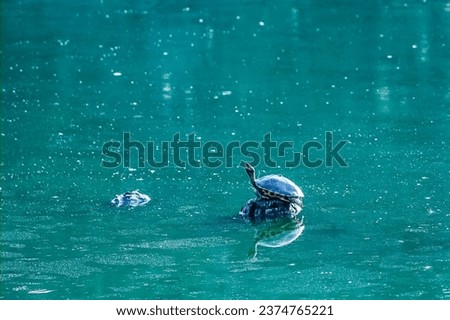 A turtle on a rock in water. 