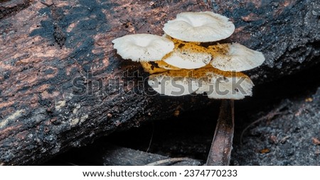 Close-up picture of mushroom, a bright yellow mushroom that can be found on fallen stumps of trees.
