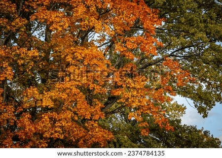 Autumn day with beautiful colors. Maple leaves in all colors. Autumn beautiful sunny day