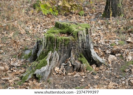 Old tree stump covered with moss in the deciduous forest. Close-up.
