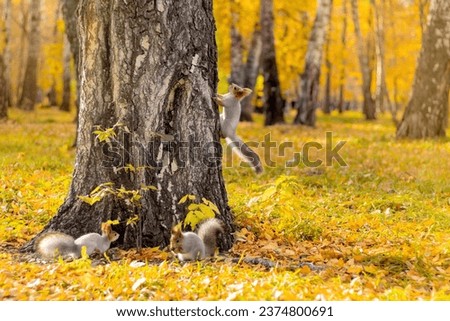 three squirrels running through a tree in an autumn park