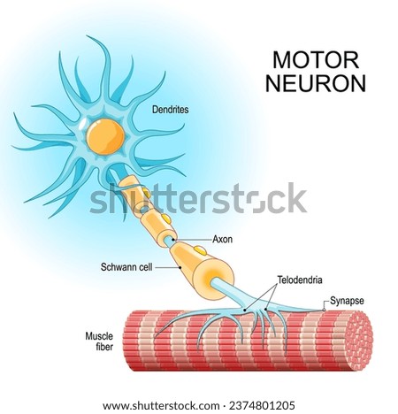 Motor neuron. Structure and anatomy of a efferent neuron. Close-up of a Muscle fiber, and motoneuron with Dendrites, Synapse, Telodendria, Axon, Schwann cell. Vector illustration Royalty-Free Stock Photo #2374801205