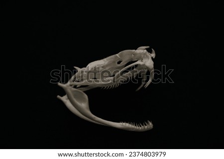 Cottonmouth snake skull black background