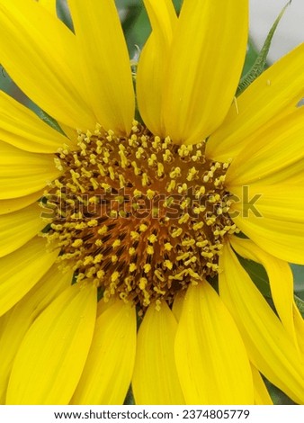closeup picture of blooming sunflower