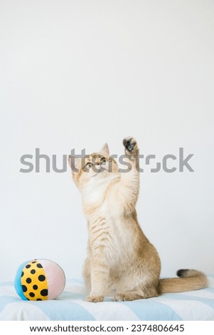 international cat day concept with british cat happy and fun during play ball with owner Royalty-Free Stock Photo #2374806645