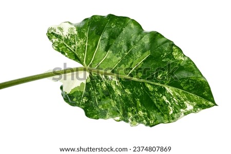 Variegated Alocasia leaf, Variegated Alocasia Elephant Ear Plant isolated on white background with clipping path            