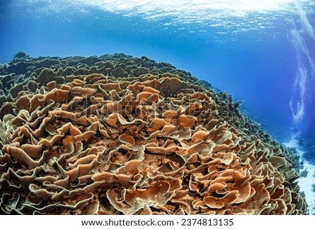 palau
Diving
Underwater photography
Ecological photography
Scuba diving Royalty-Free Stock Photo #2374813135