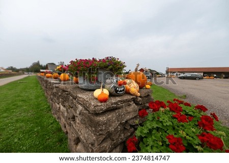 Halloween setup. Pumpkins set up on a stone wall. Stone Wall Pumpkin