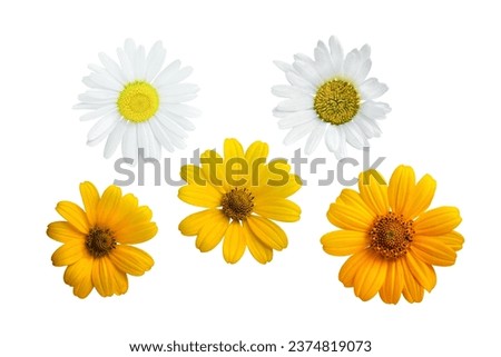 Set of five chamomile flowers white and yellow isolated on white background. Element for design. Blank for further use