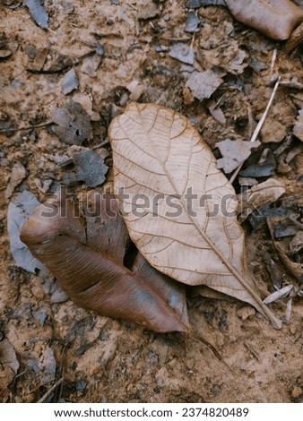Take a picture of two dry leaves
