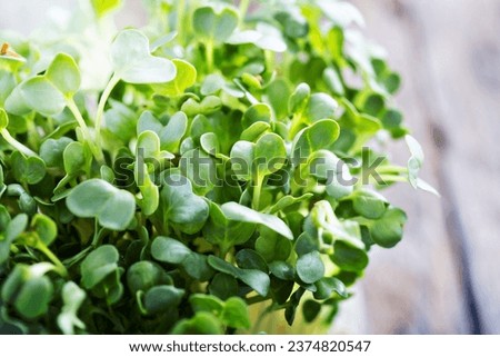 Big bunch of radishes sprouts fresh and green