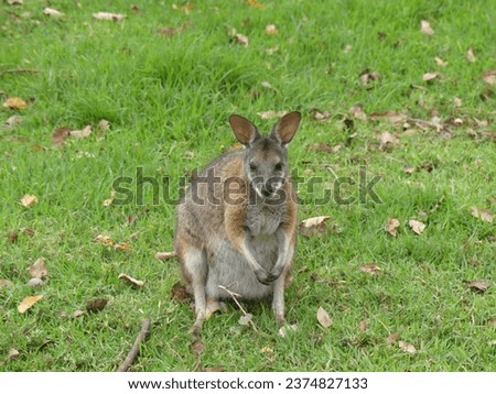 A wild Wallaby in Western Australia