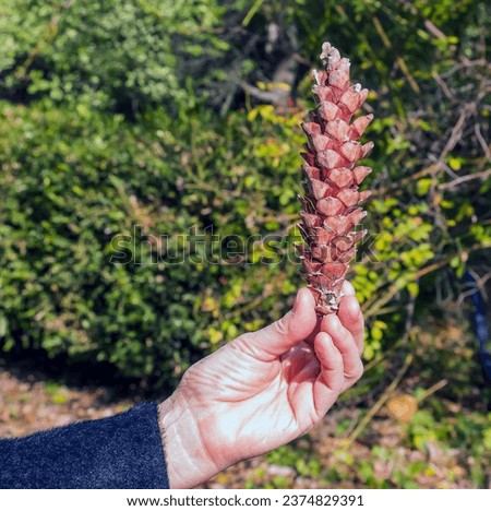Pine cone in hand on orange-brown background. Minimal autumn mood concept.