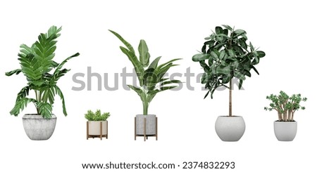 Plant Portraits Beautiful Transparent Plant Cut-Outs banana tree cactus in pot