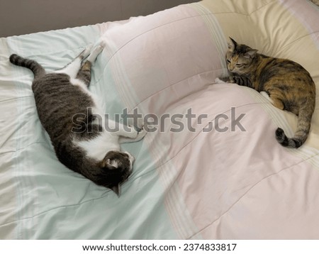 Cat sleeping relaxed and trusted on the bed, stock photo