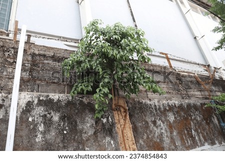 A picture of a green plant that seems to come alive on a concrete wall 