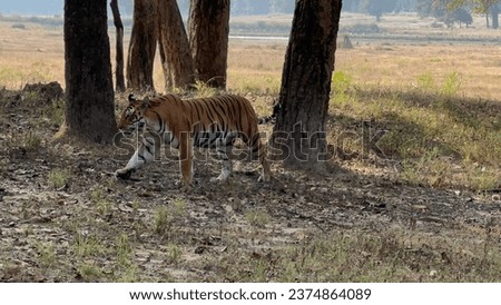 Tiger Crossing the jungle with showing off its paw