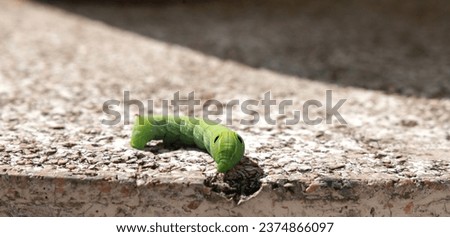 Picture of a large green tea worm on a marble table.