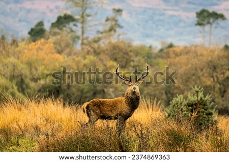 Beautiful Deer in Autumn, Killarney National Park, Kerry, Ireland  Royalty-Free Stock Photo #2374869363