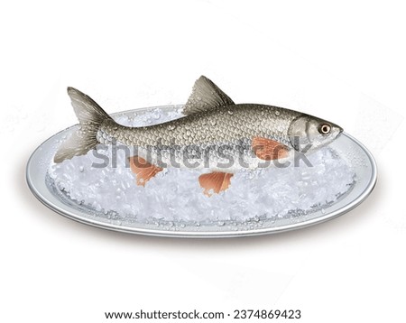 Illustration of Squalius cephalus fish on a Crushed ice tray