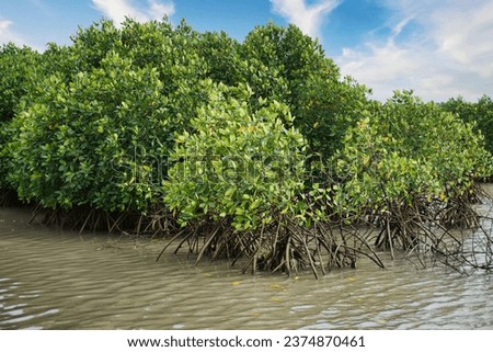 Coastal mangrove forest leaves background Royalty-Free Stock Photo #2374870461