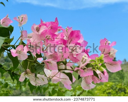 Bougainvilleas flowers blue sky on background